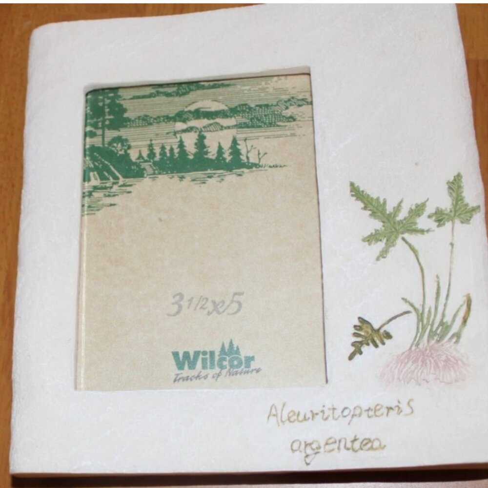 Pastel Flowers 6 x 6.5 Picture Frame Wilcor 3.5 x 5 Photo 6 x 6.5 Aleuritopteris